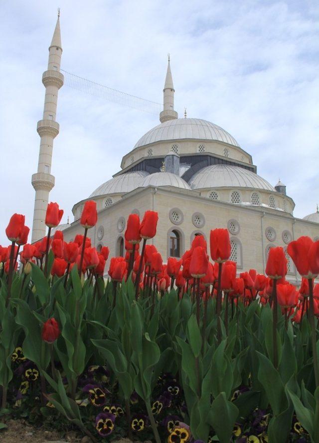 Ereğli’de rengarenk laleler açtı