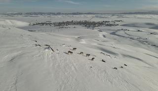 Erzurum'da g&uuml;nd&uuml;z vakti kurt s&uuml;r&uuml;s&uuml; g&ouml;r&uuml;ld&uuml;!
