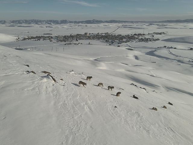 Erzurum'da g&uuml;nd&uuml;z vakti kurt s&uuml;r&uuml;s&uuml; g&ouml;r&uuml;ld&uuml;!