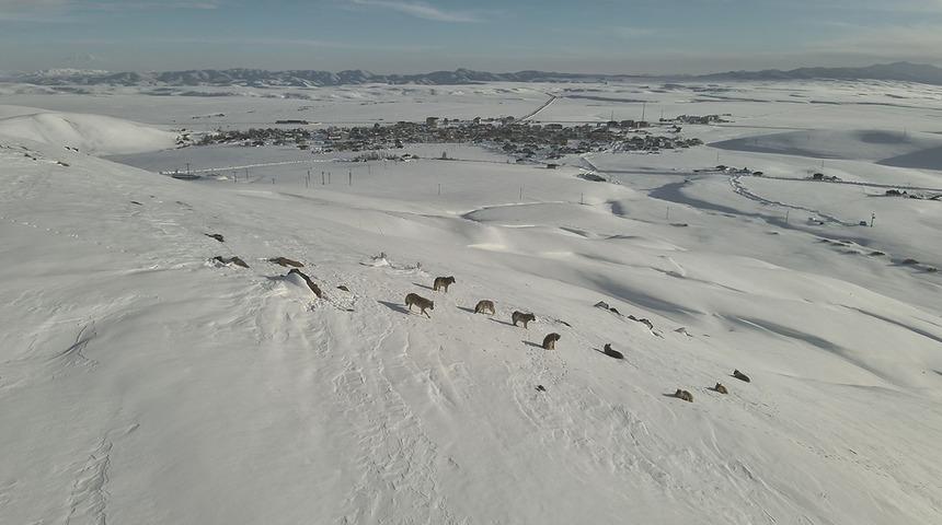 Yerleşimin hemen yanında: Erzurum'da g&uuml;nd&uuml;z vakti kurt s&uuml;r&uuml;s&uuml; g&ouml;r&uuml;ld&uuml;!