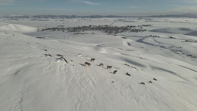 Yerleşimin hemen yanında: Erzurum'da gündüz vakti kurt sürüsü görüldü!