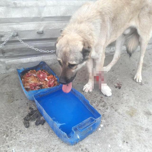 Bacağı kırılan köpeğini belediyenin ekibine gözyaşlarıyla teslim etti