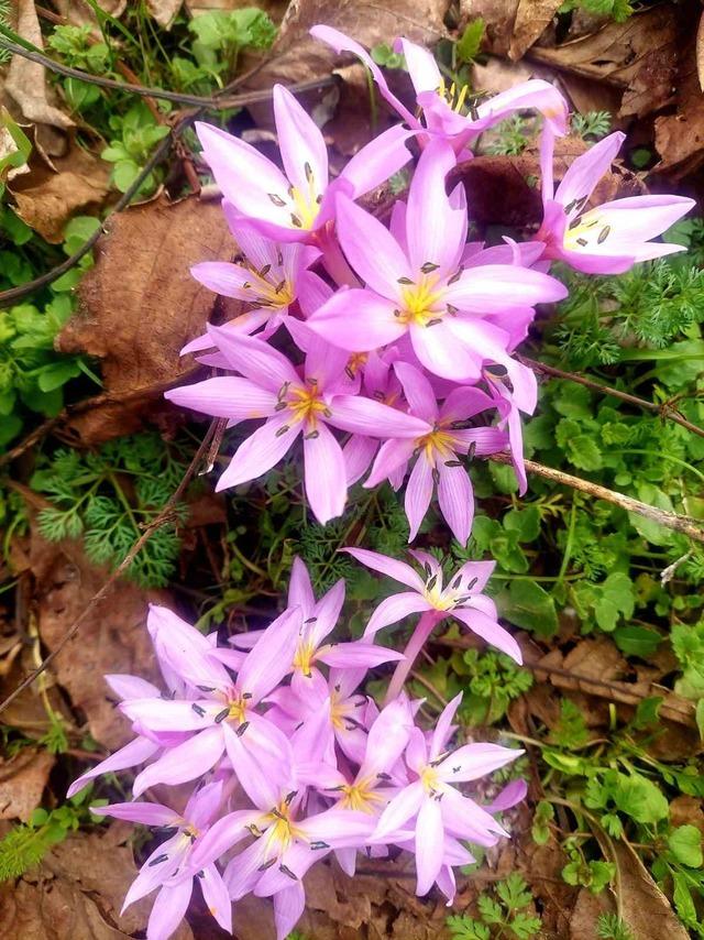 Elazığ&rsquo;da baharın habercisi &ccedil;iğdemler erken a&ccedil;tı 3