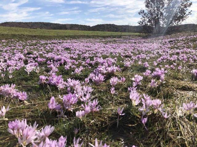 Elazığ&rsquo;da baharın habercisi &ccedil;iğdemler erken a&ccedil;tı 1