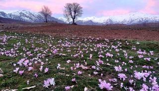 Elazığ&rsquo;da baharın habercisi &ccedil;iğdemler erken a&ccedil;tı