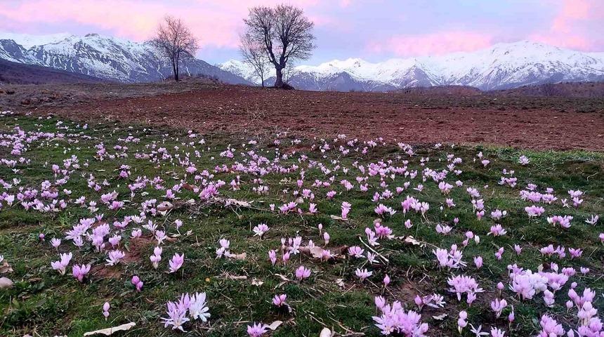 Elazığ&rsquo;da baharın habercisi &ccedil;iğdemler erken a&ccedil;tı