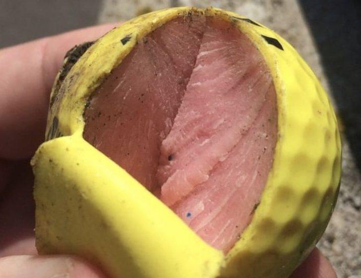 Bir ısırık almak isteyebilirsiniz ama yenilmiyorlar G5