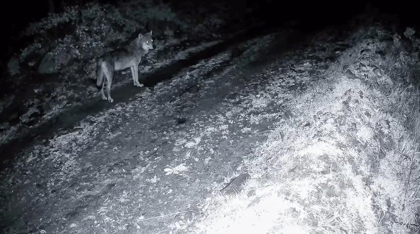 Tekirdağ&rsquo;da ormanda kurt ve iki karaca g&ouml;r&uuml;nt&uuml;lendi