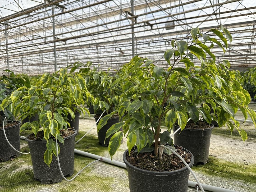 Arazide yıllarca yapılanı değiştirdi! O işe yönelince kazanmaya başladı 2