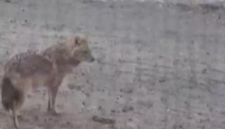 Yiyecek arayan kurt yerleşim yerine indi