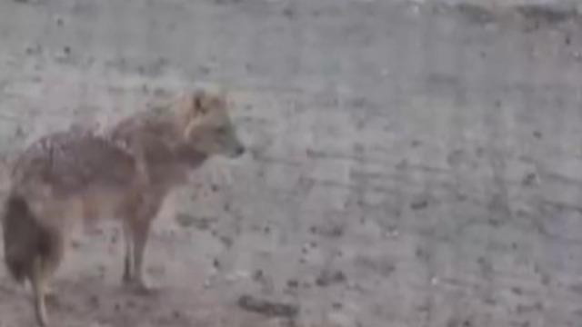 Yiyecek arayan kurt yerleşim yerine indi