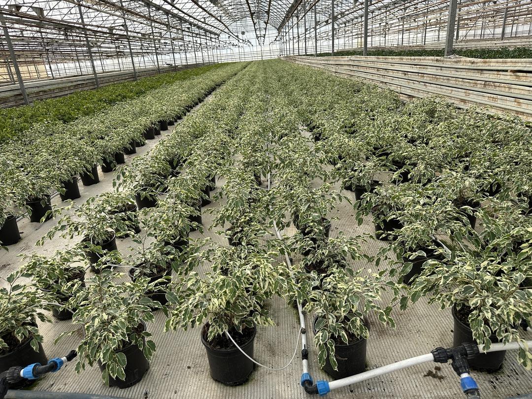 Arazide yıllarca yapılanı değiştirdi! O işe yönelince kazanmaya başladı 5