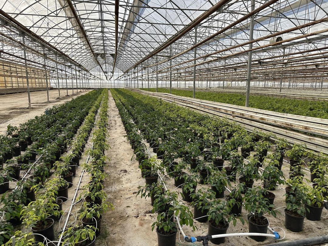 Arazide yıllarca yapılanı değiştirdi! O işe yönelince kazanmaya başladı 6