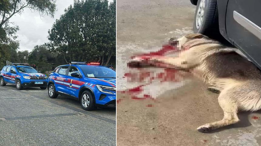 Bodrum&rsquo;da 2 k&ouml;peğin &ouml;ld&uuml;r&uuml;lmesi olayında ş&uuml;pheli tutuklandı