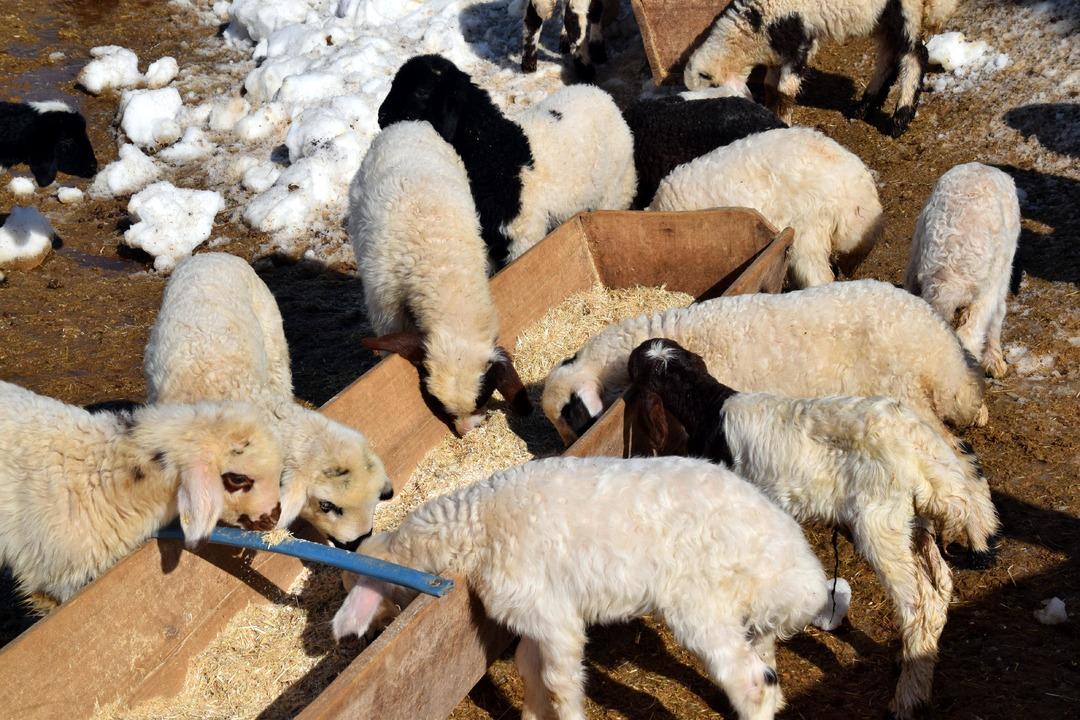 İstanbul dan k&ouml;y&uuml;ne d&ouml;n&uuml;p mahallede kurdu: 4 yılda 100 den 680 e &ccedil;ıkardı 6