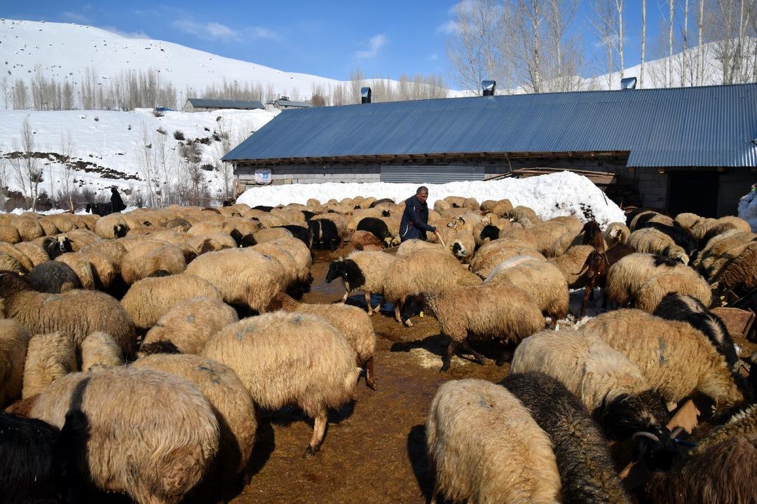 İstanbul dan k&ouml;y&uuml;ne d&ouml;n&uuml;p mahallede kurdu: 4 yılda 100 den 680 e &ccedil;ıkardı 5