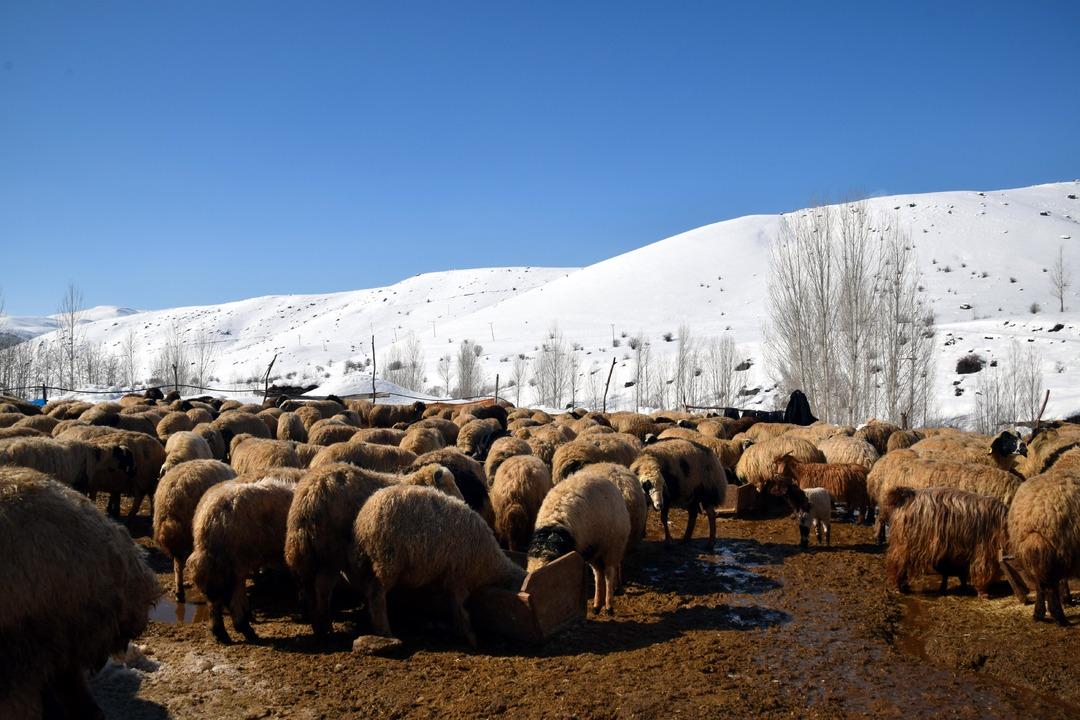 İstanbul dan k&ouml;y&uuml;ne d&ouml;n&uuml;p mahallede kurdu: 4 yılda 100 den 680 e &ccedil;ıkardı 4