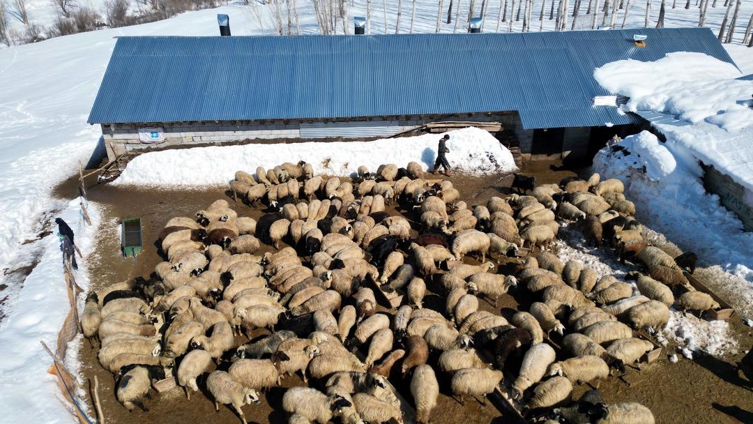 İstanbul dan k&ouml;y&uuml;ne d&ouml;n&uuml;p mahallede kurdu: 4 yılda 100 den 680 e &ccedil;ıkardı 2