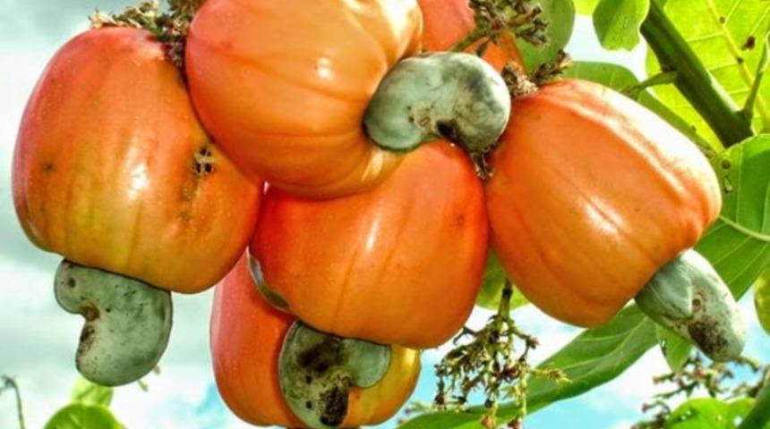 Dünyanın en tehlikeli 10 yiyeceği