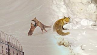 G&ouml;r&uuml;nt&uuml;ler Bitlis'ten: Tilkiler şehir merkezine indi!