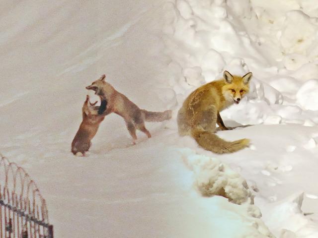G&ouml;r&uuml;nt&uuml;ler Bitlis'ten: Tilkiler şehir merkezine indi!