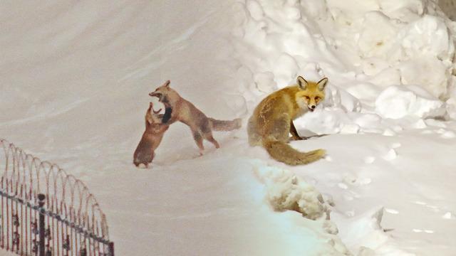 Görüntüler Bitlis'ten: Tilkiler şehir merkezine indi!