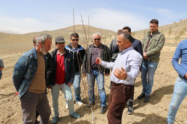 Çayırlı’da Budama Eğitimi Verildi