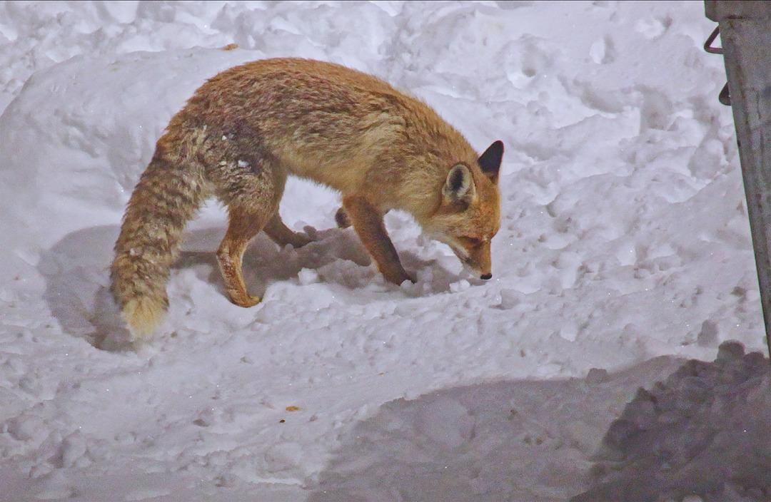 G&ouml;r&uuml;nt&uuml;ler Bitlis ten: Tilkiler şehir merkezine indi! 1