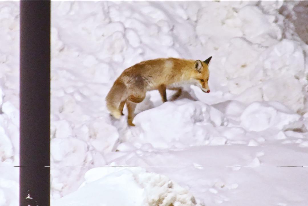 G&ouml;r&uuml;nt&uuml;ler Bitlis ten: Tilkiler şehir merkezine indi! 2