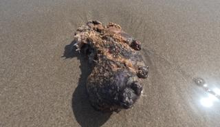 Sahillerde adım adım arıyorlar! Bulanlar k&ouml;şeyi d&ouml;n&uuml;yor