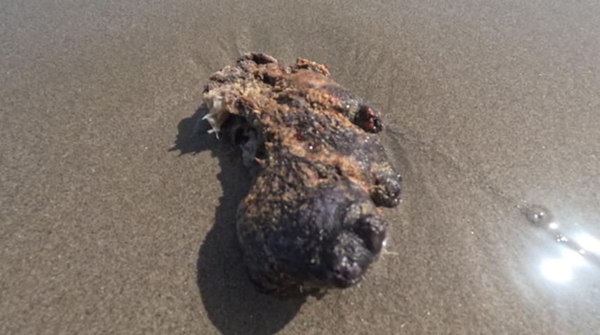 Sahillerde adım adım arıyorlar! Bulanlar k&ouml;şeyi d&ouml;n&uuml;yor