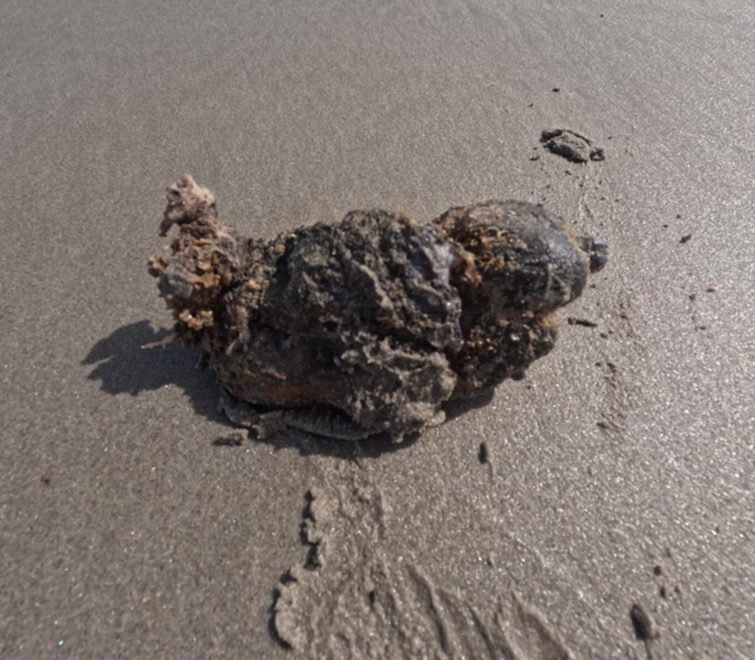 Sahillerde adım adım arıyorlar! Bulanlar k&ouml;şeyi d&ouml;n&uuml;yor 1