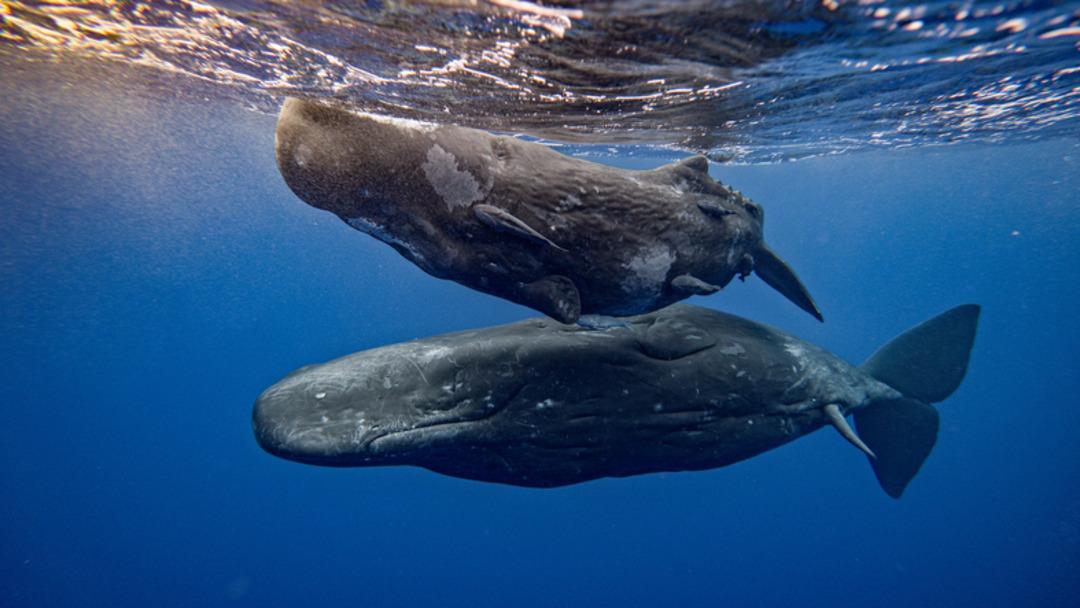 Sahillerde adım adım arıyorlar! Bulanlar k&ouml;şeyi d&ouml;n&uuml;yor 3