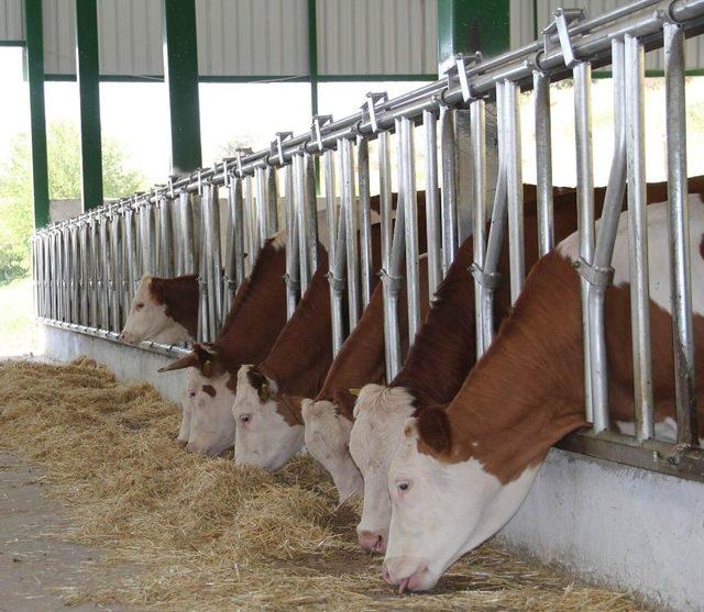 &lsquo;250 bin Ana&ccedil; D&uuml;ve&rsquo; Projesine Aydın&rsquo;dan 10 bin d&uuml;ve taahh&uuml;d&uuml; 1