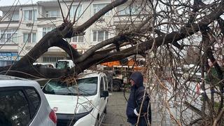 Kırklareli'nde fırtınada üzerine ağaç devrilen otomobil hasar gördü