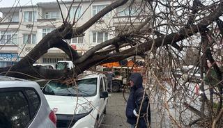 Kırklareli'nde fırtınada &uuml;zerine ağa&ccedil; devrilen otomobil hasar g&ouml;rd&uuml;