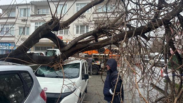 Kırklareli'nde fırtınada üzerine ağaç devrilen otomobil hasar gördü