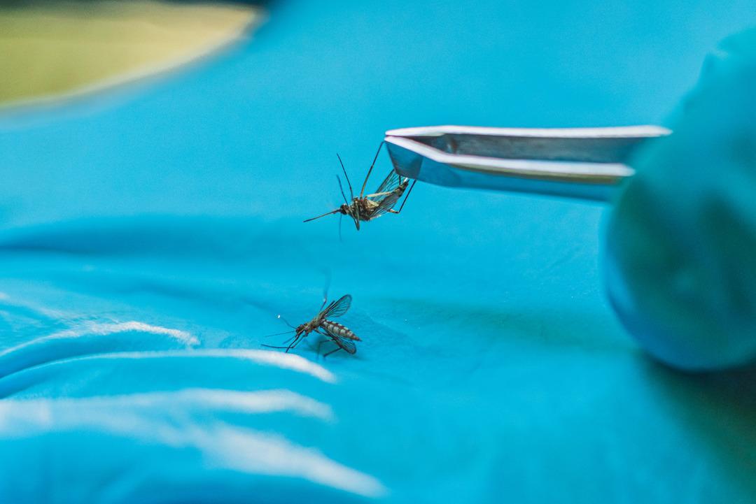 &Ouml;l&uuml;mc&uuml;l tropikal vir&uuml;s kapımıza kadar dayandı! Belirtileri yıllarca s&uuml;rebiliyor 1