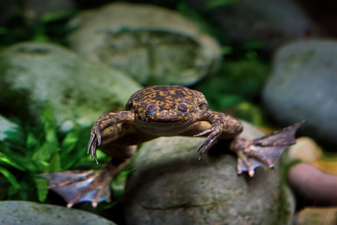  Canlı kurbağalar nasıl %100 doğru sonu&ccedil; veren gebelik testlerine d&ouml;n&uuml;şt&uuml;? 1