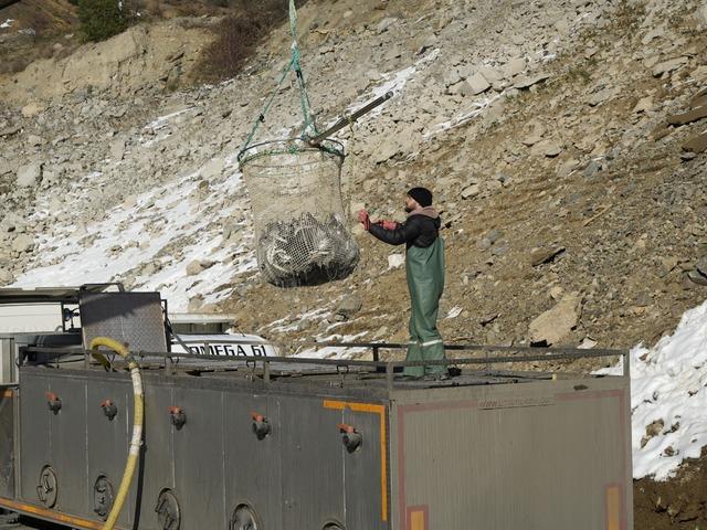 Denizi olmayan il d&uuml;nyaya tonlarca balık satıyor! 5 kg olunca g&ouml;nderiyorlar