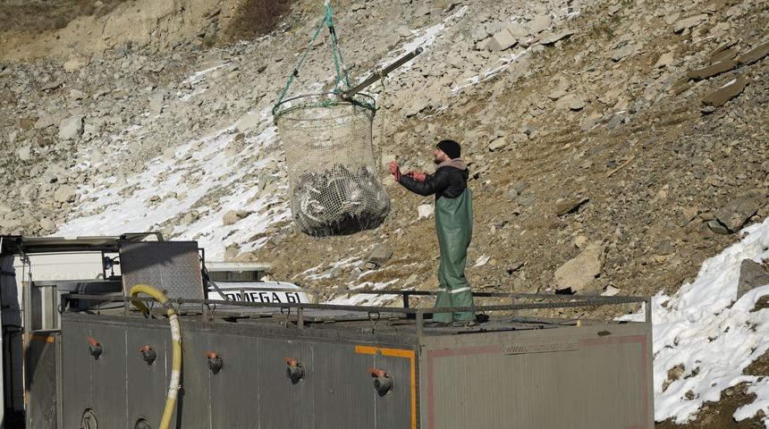 Denizi olmayan il d&uuml;nyaya tonlarca balık satıyor! 5 kg olunca g&ouml;nderiyorlar