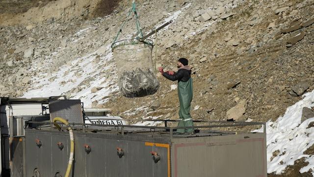 Denizi olmayan il dünyaya tonlarca balık satıyor! 5 kg olunca gönderiyorlar