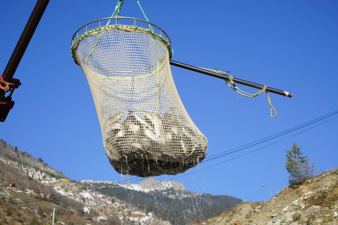 Denizi olmayan il d&uuml;nyaya tonlarca balık satıyor! 5 kg olunca g&ouml;nderiyorlar 1