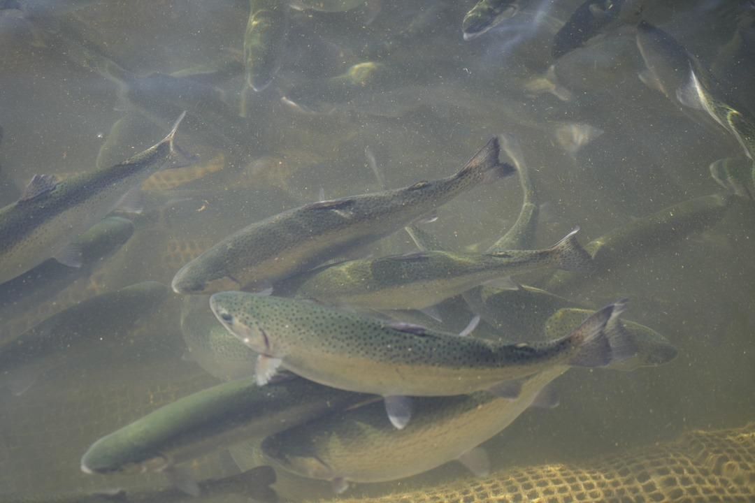 Denizi olmayan il d&uuml;nyaya tonlarca balık satıyor! 5 kg olunca g&ouml;nderiyorlar 3