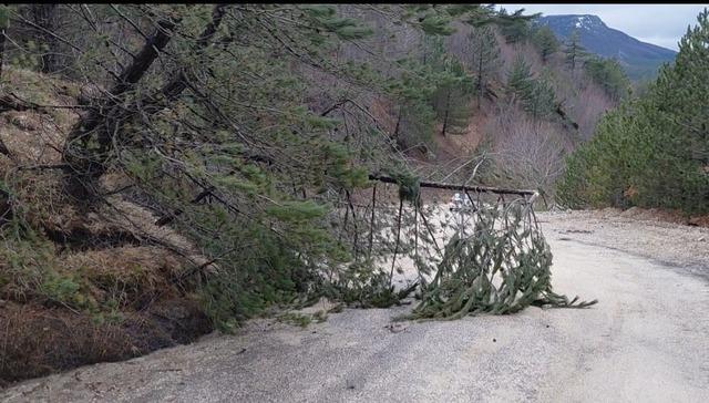 Amasya’da ormanlık alanda heyelan: Ağaçlar devrildi 4