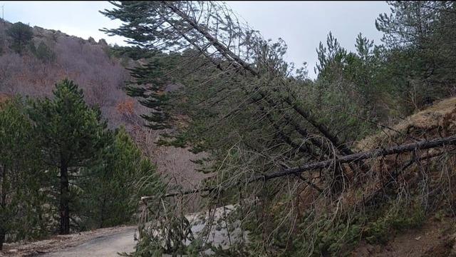Amasya’da ormanlık alanda heyelan: Ağaçlar devrildi 2