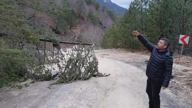 Amasya’da ormanlık alanda heyelan: Ağaçlar devrildi 1