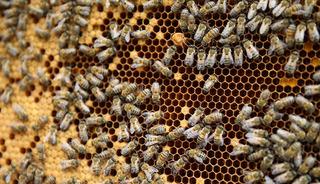 Mesleği babasından &ouml;ğrendi! 21 yaşındaki gen&ccedil; kız aldığı devlet desteğiyle işi b&uuml;y&uuml;tt&uuml;