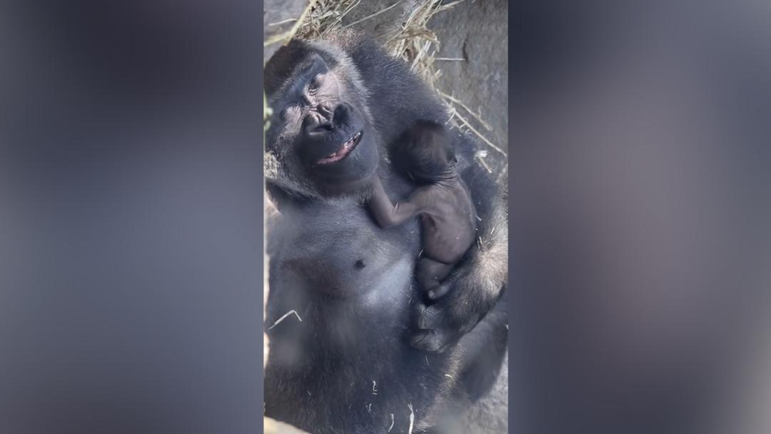 Kalbiniz sıcacık olacak: 9 g&uuml;nl&uuml;k yavrusunu pışpışlayarak uyutan anne goril viral oldu 2