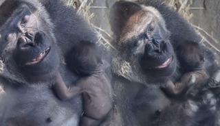 9 g&uuml;nl&uuml;k yavrusunu pışpışlayarak uyutan anne goril viral oldu